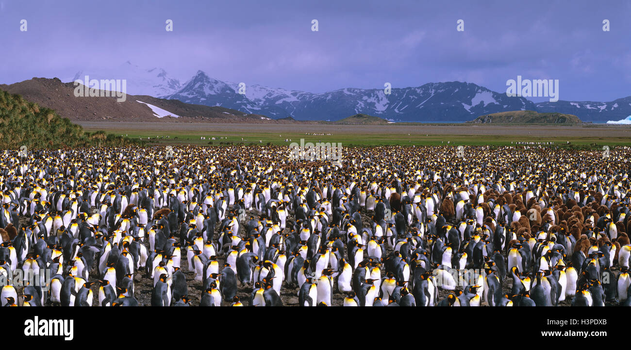 King penguin (Aptenodytes patagonicus) Stock Photo