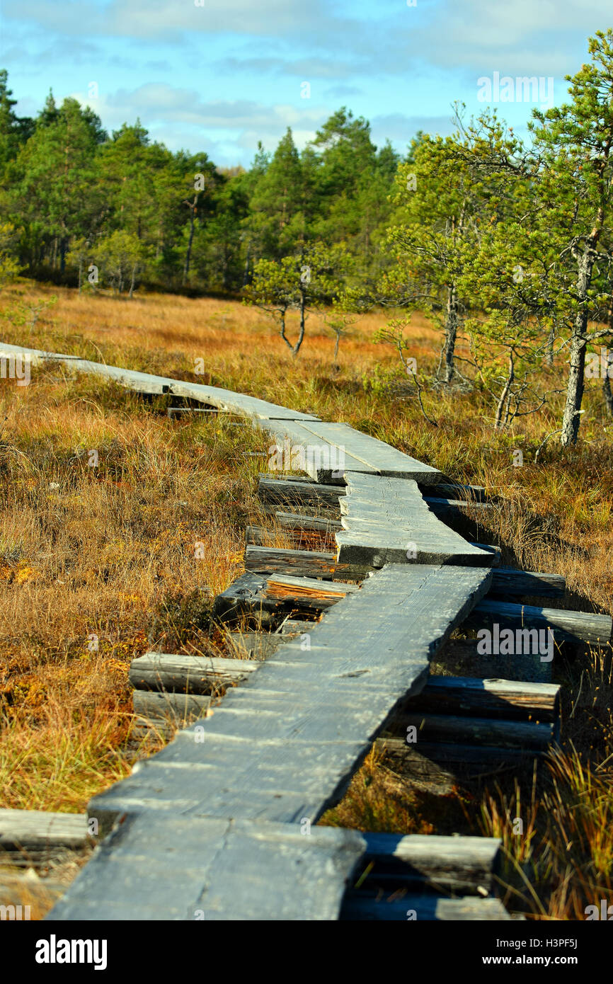 Wooden footpath on wetlands. Yellow ground and forest on background ...