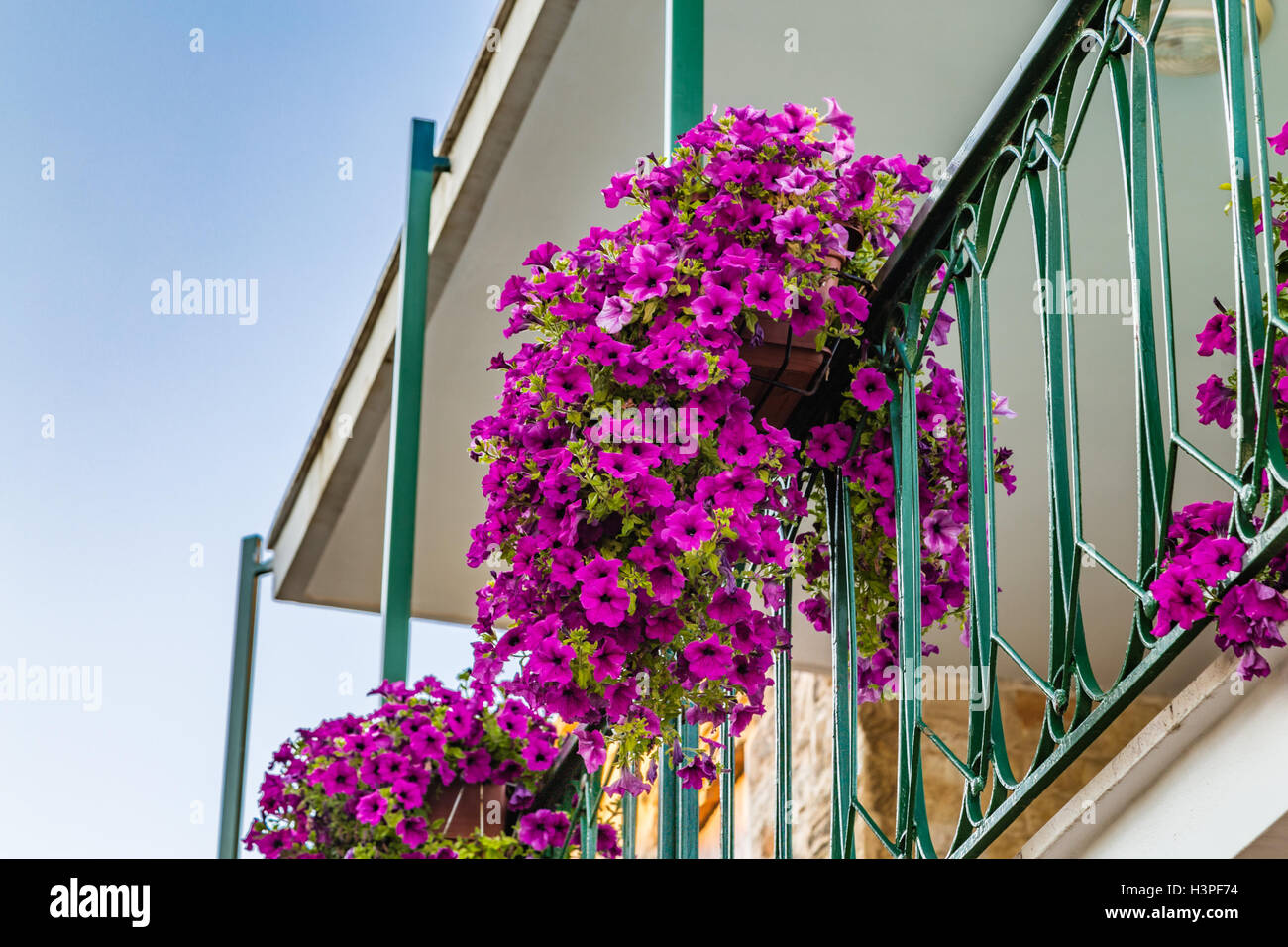 pot of petunias hanging from a balcony with a metal railing Stock Photo