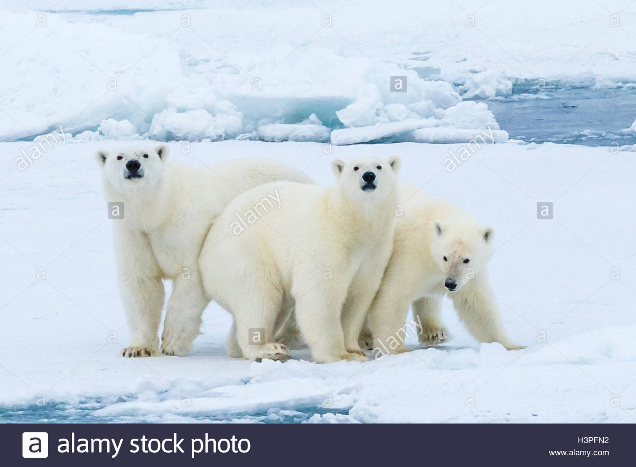 Polar bears family hi-res stock photography and images - Alamy