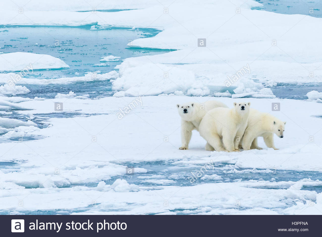 Polar bears family hi-res stock photography and images - Alamy