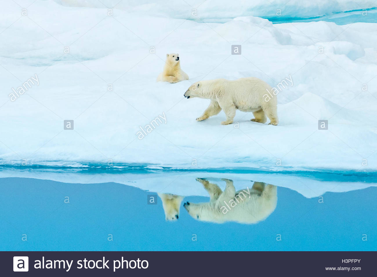 Reflection of mother and cub, polar bears (Ursus maritimus), Polar Bear Pass in Lancaster Sound. Stock Photo