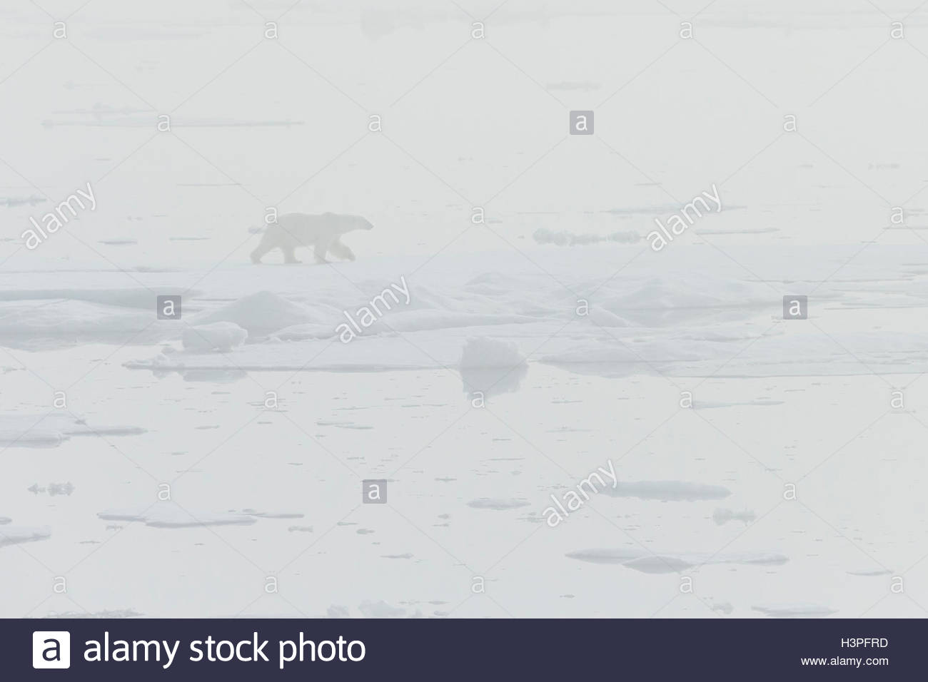 Ghost polar bear in the fog (Ursus maritimus), Polar Bear Pass in Lancaster Sound, Nunavut. Stock Photo