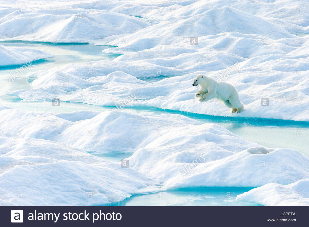 Leap of faith. A polar bear leaps from an ice floe in Lancaster Sound. Stock Photo