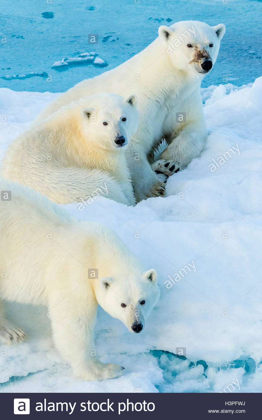 Mother polar bear with two cubs (Ursus maritimus), Polar Bear Pass in Lancaster Sound. Stock Photo