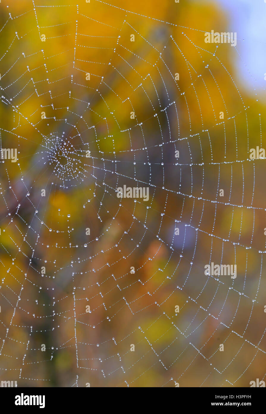 Autumn spiderweb closeup and dew drops Stock Photo