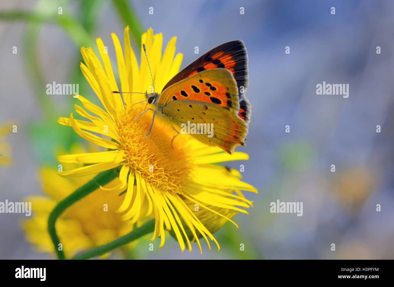 Common Blue (Polyomathus icarus) butterfly on flower Stock Photo