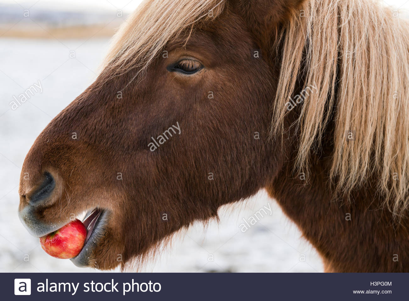 Horse Eating An Apple Stock Photos & Horse Eating An Apple Stock Images