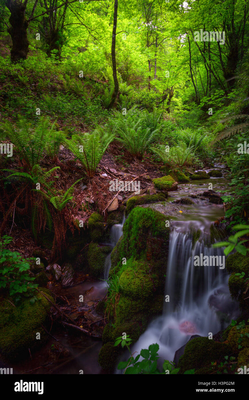 Stream between ferns in a forest of chestnut trees in Incio, Lugo, Galicia Stock Photo