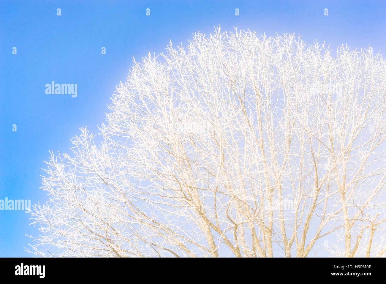 A bare winter tree with a bright blue sky and white clouds behind it on a  sunny winter day Stock Photo - Alamy