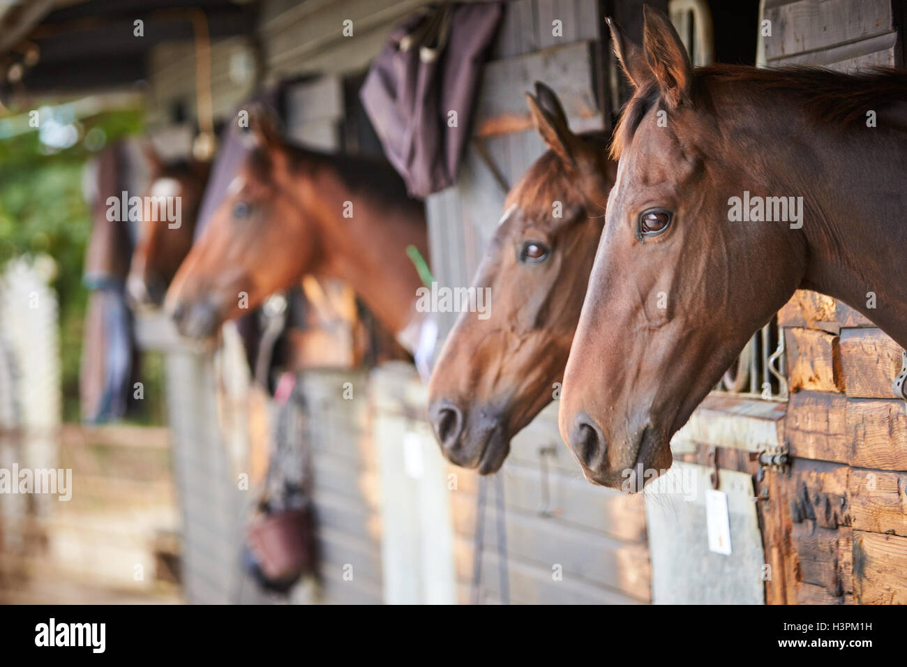 Racehorse Stables High Resolution Stock Photography And Images Alamy