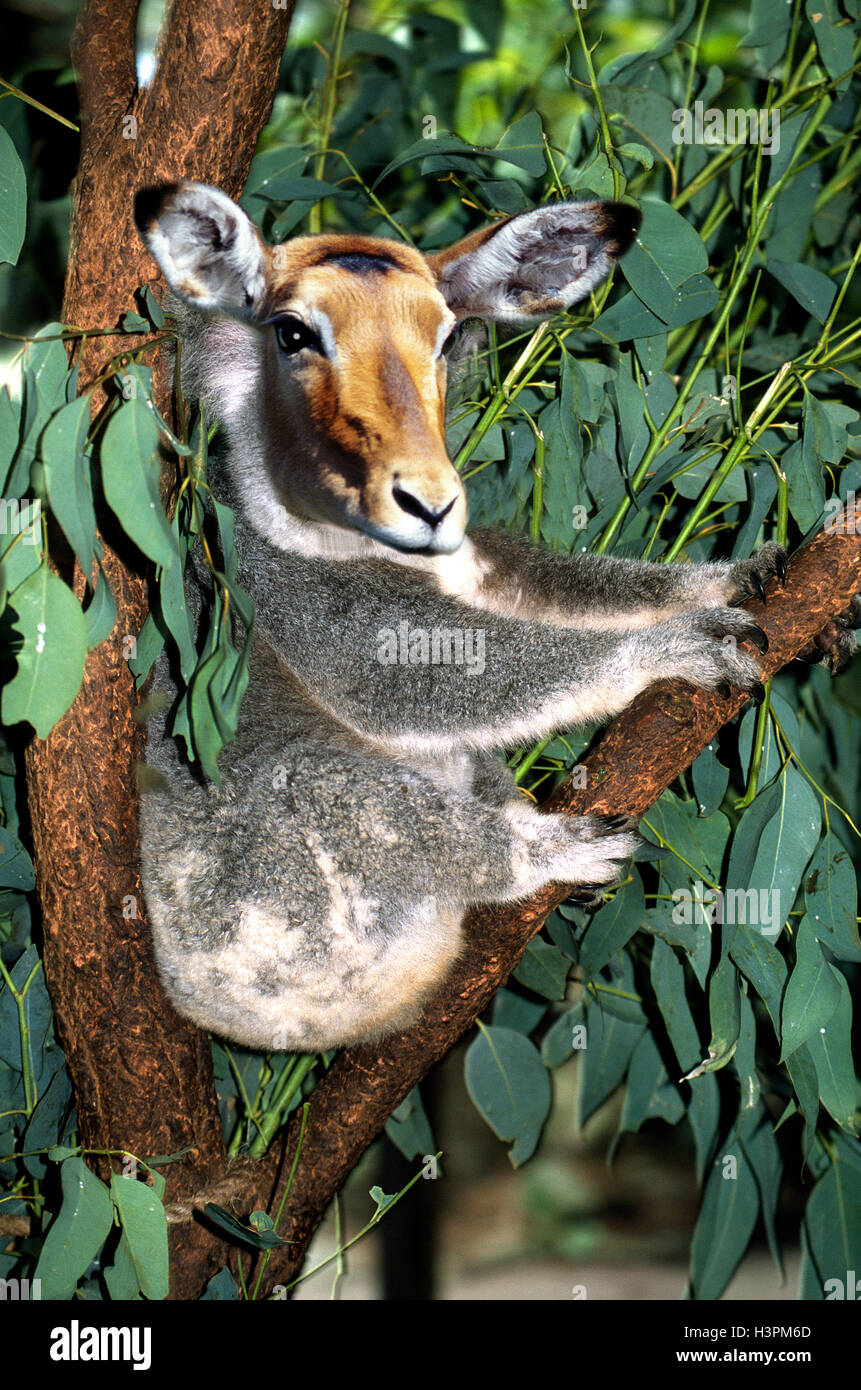 Photoshopped Koala Bear with Deer Head in Eucalyptus Tree Stock Photo