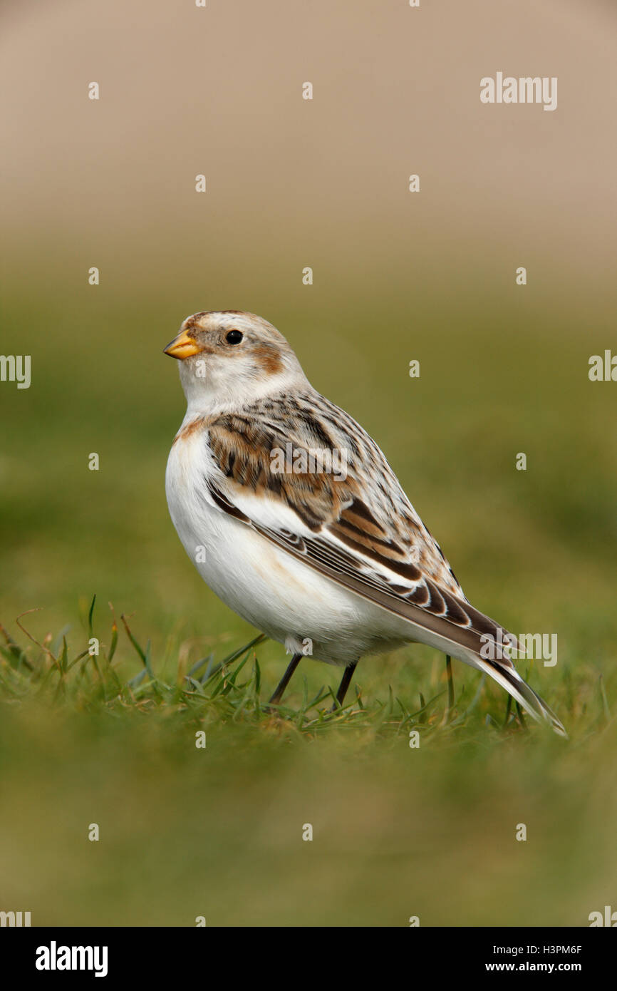 Snow Bunting Plectrophenax nivalis adult male bird Stock Photo