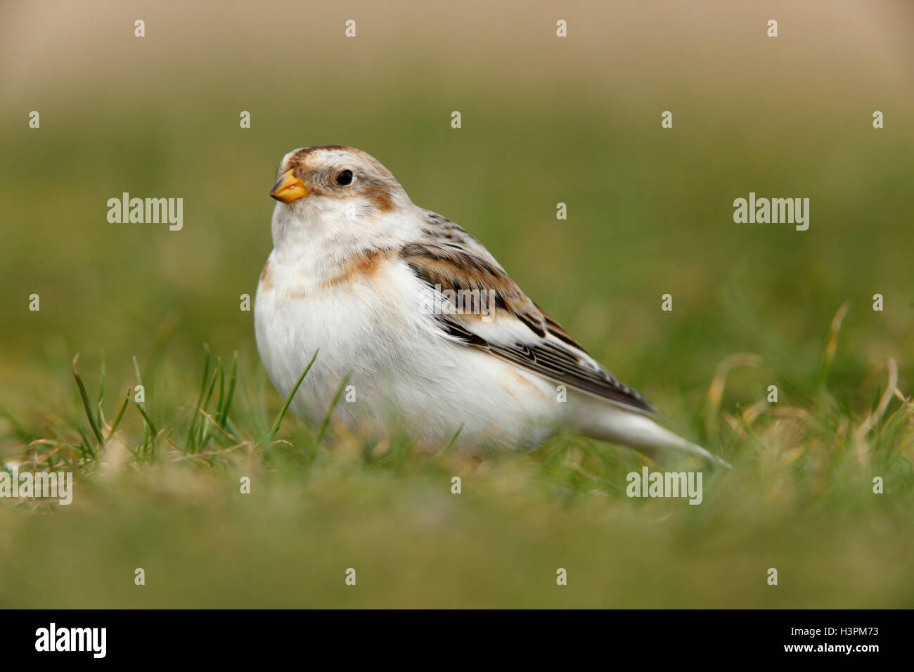 Snow Bunting Plectrophenax nivalis adult male bird Stock Photo