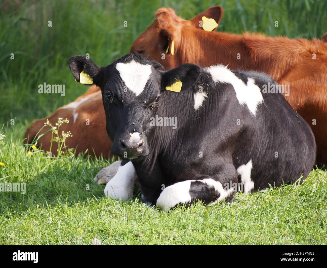 Cows resting in the meadows Stock Photo - Alamy