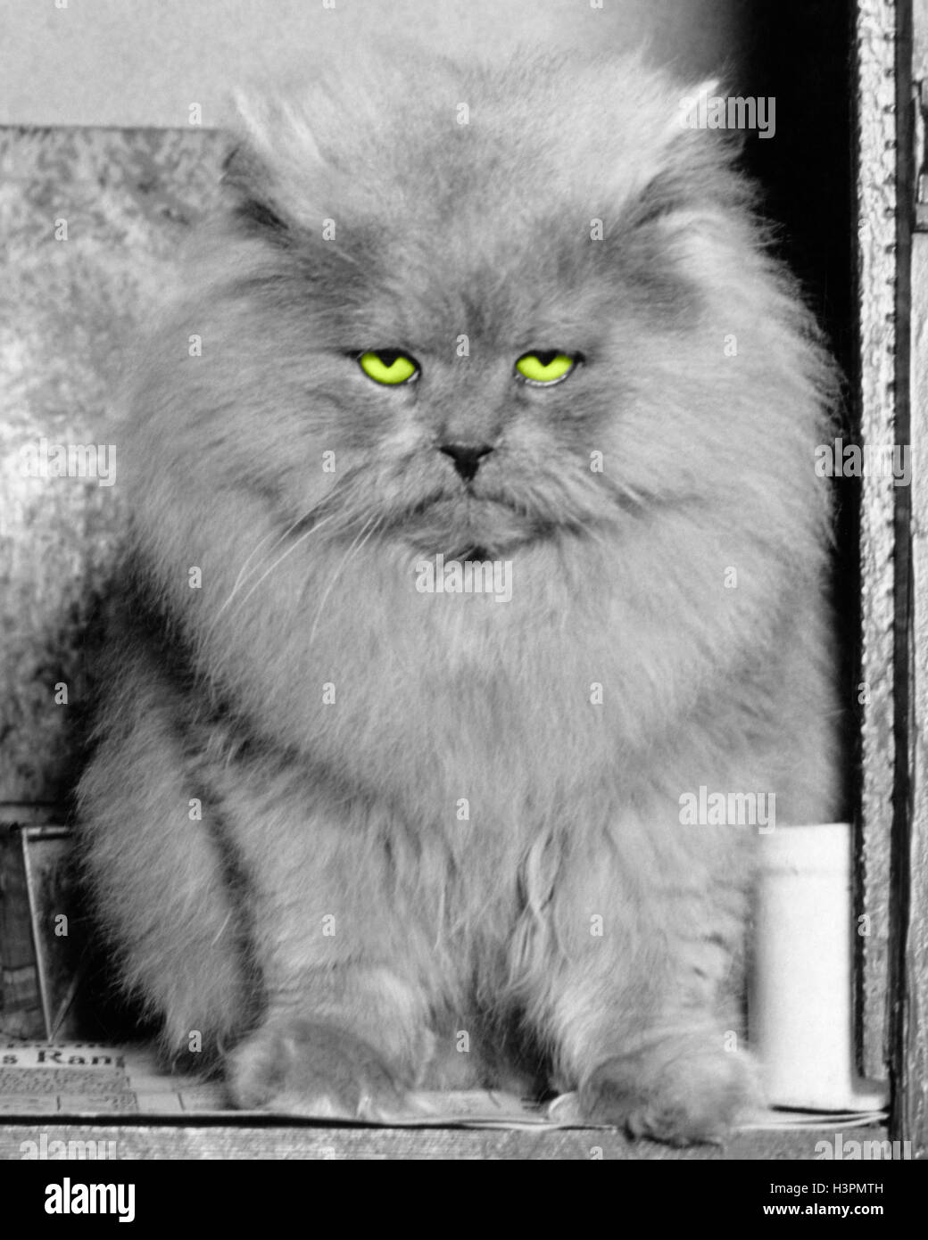 1940s LONG HAIR BLUE PERSIAN CAT LOOKING AT CAMERA WITH A GRUMPY ANNOYED ANGRY MEAN FACIAL EXPRESSION Stock Photo