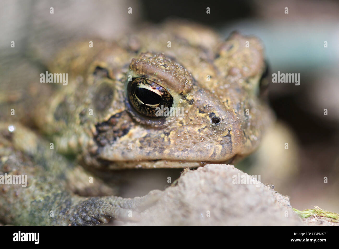 Toad Stock Photo
