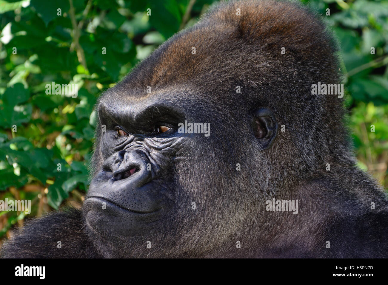 Gorilla profile hires stock photography and images Alamy