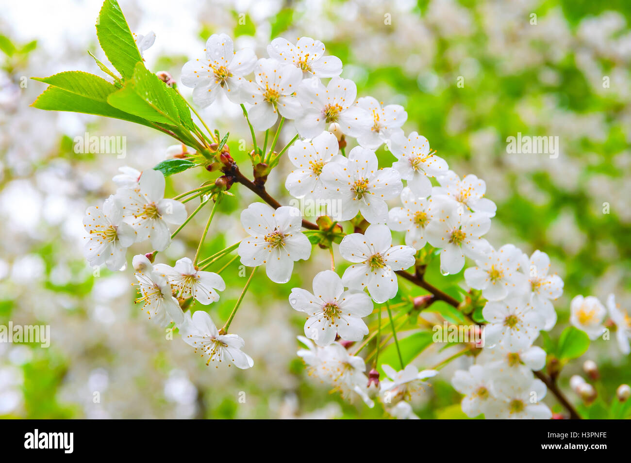 Closeup cherry spring tree hi-res stock photography and images - Alamy