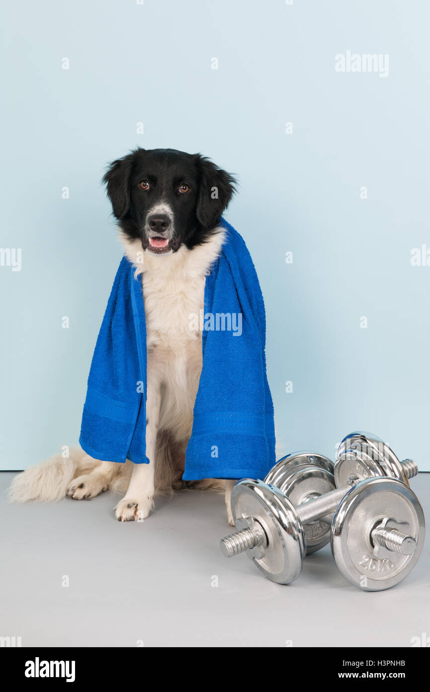 Dog with dumbbells and towel Stock Photo