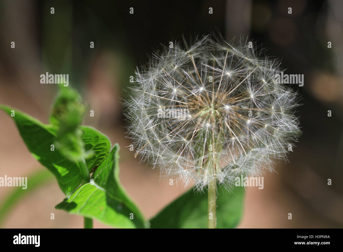 Dandelion Flower Stock Photo