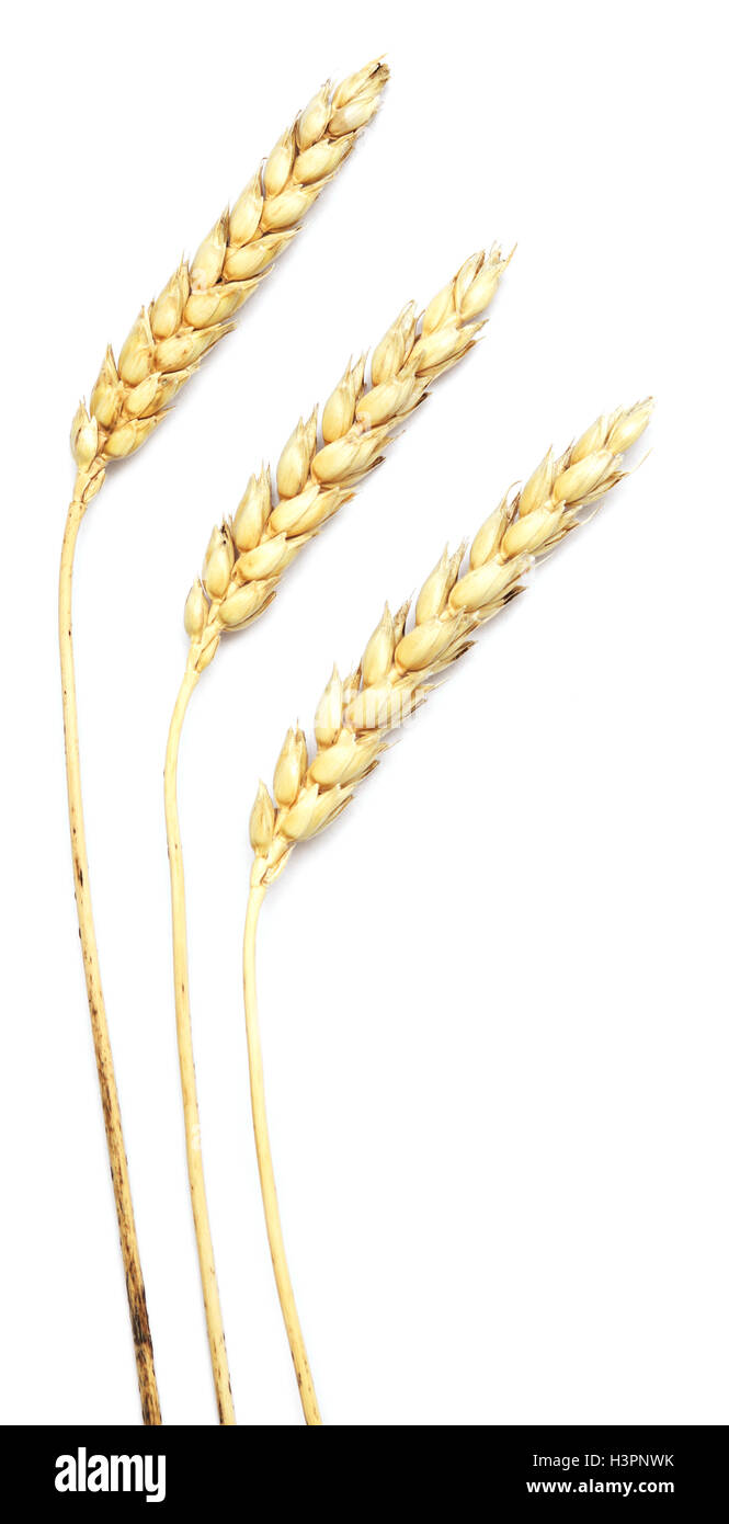 wheat isolated on white background Stock Photo