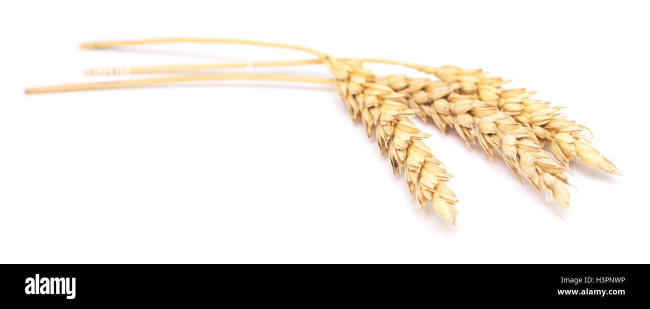 wheat isolated on white background Stock Photo