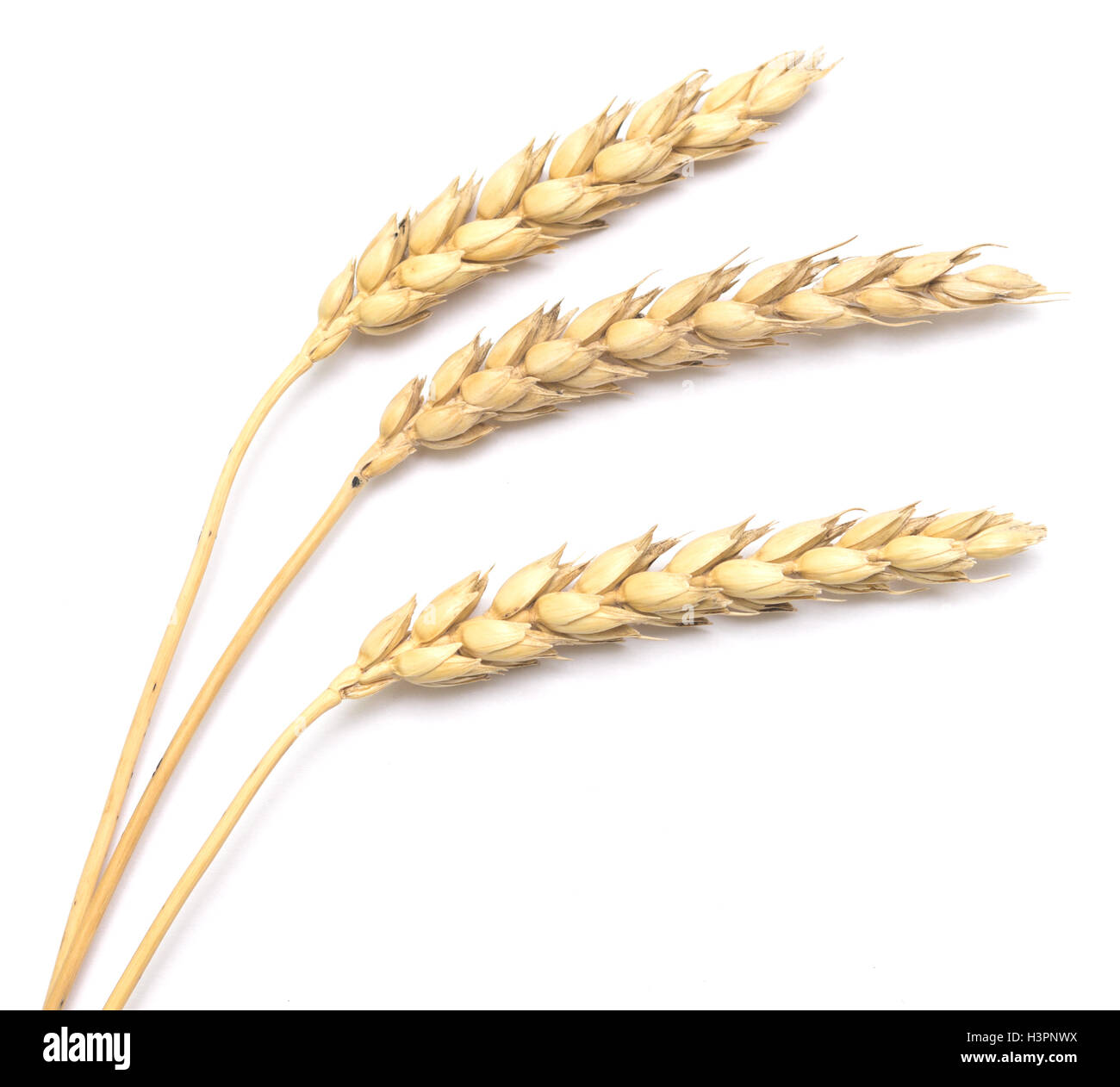 wheat isolated on white background Stock Photo