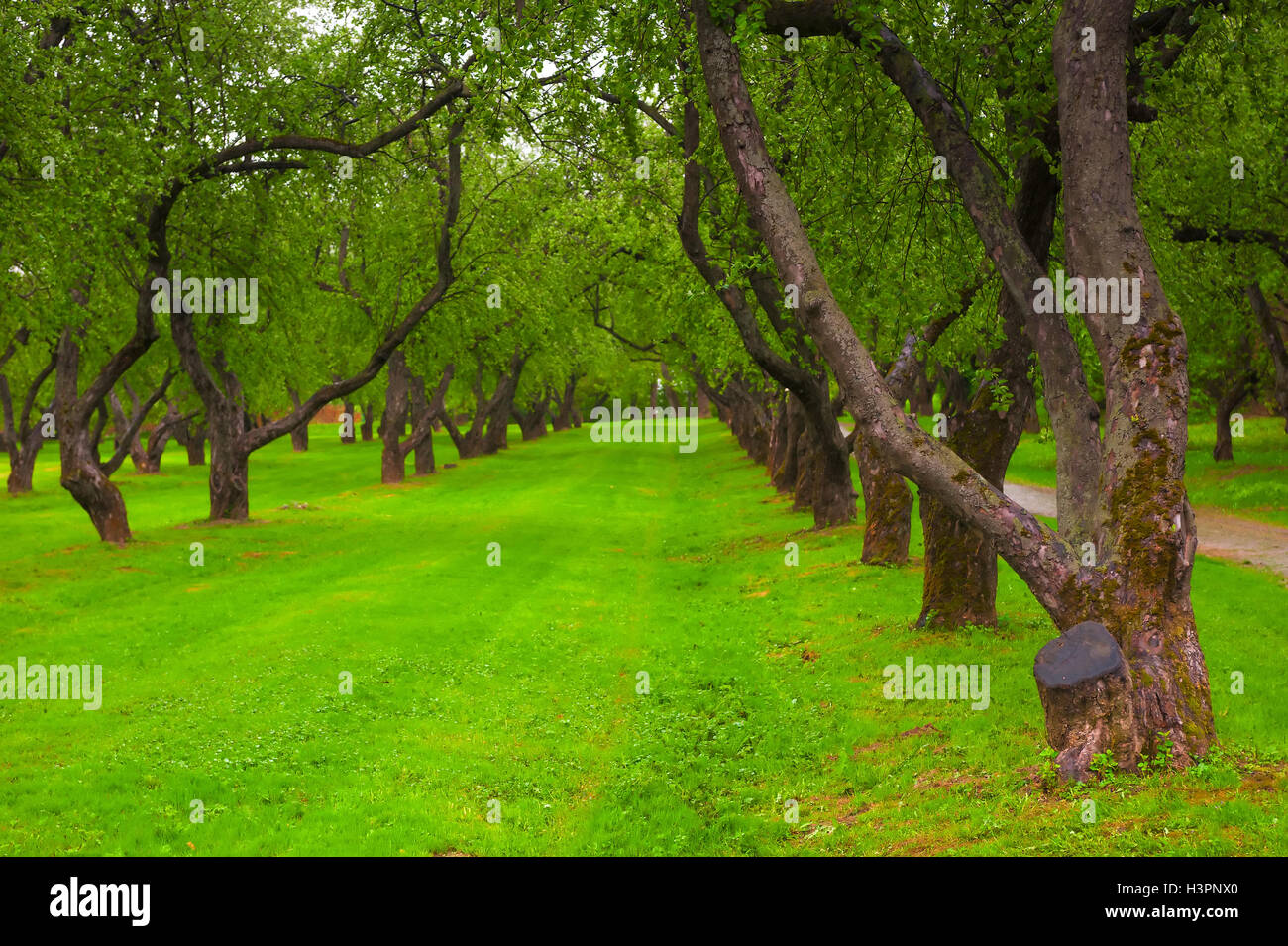 beautiful alley in the park with green lawn Stock Photo - Alamy