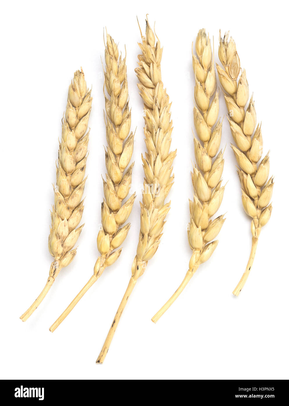 wheat isolated on white background Stock Photo