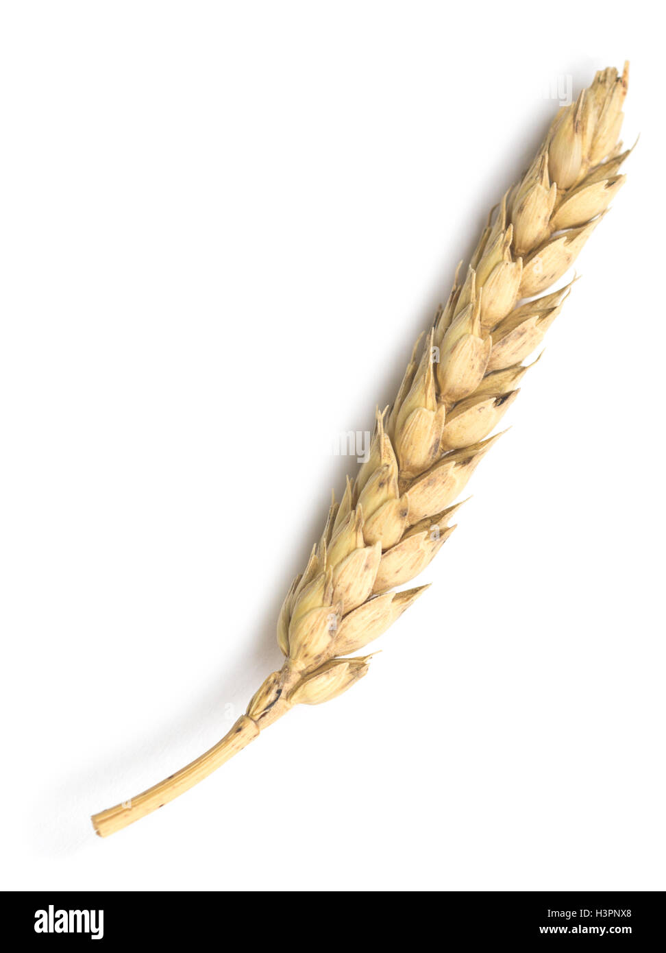 wheat isolated on white background Stock Photo