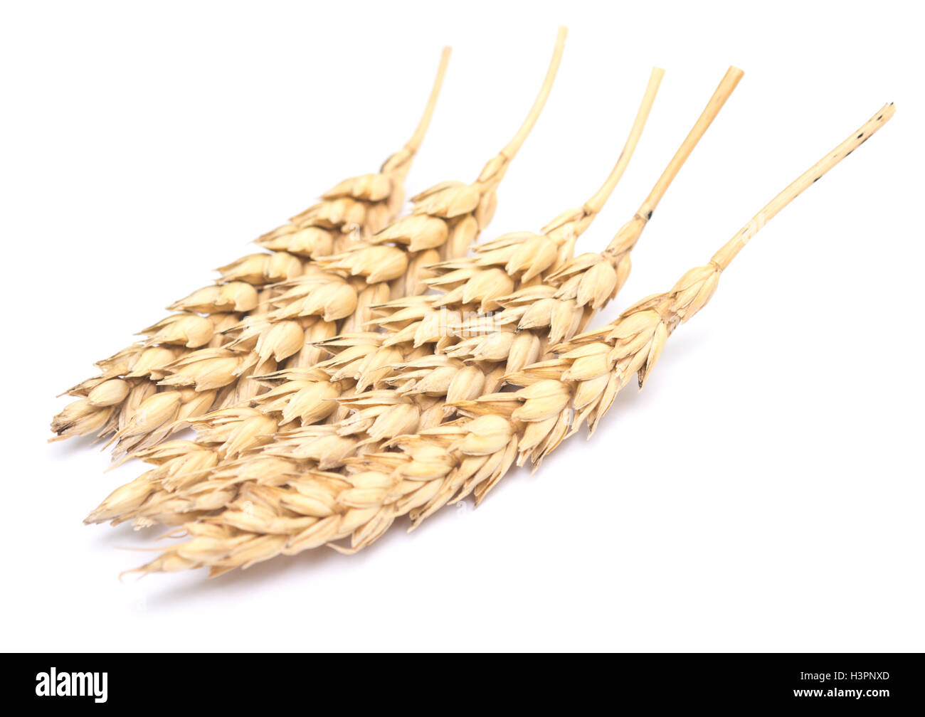 wheat isolated on white background Stock Photo