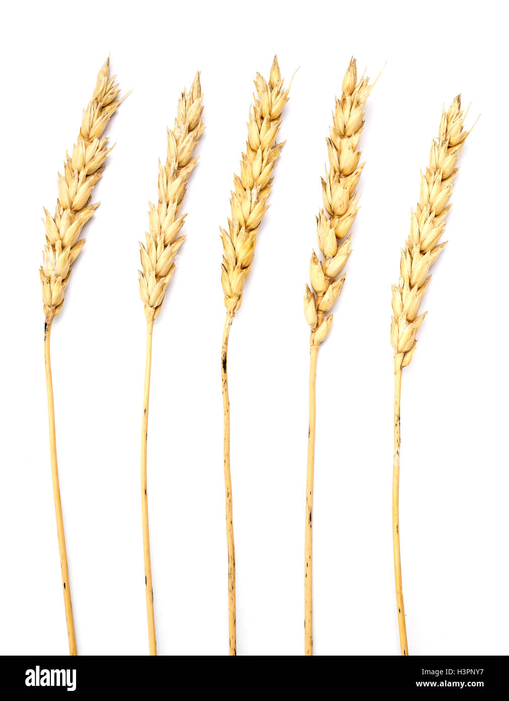 wheat isolated on white background Stock Photo