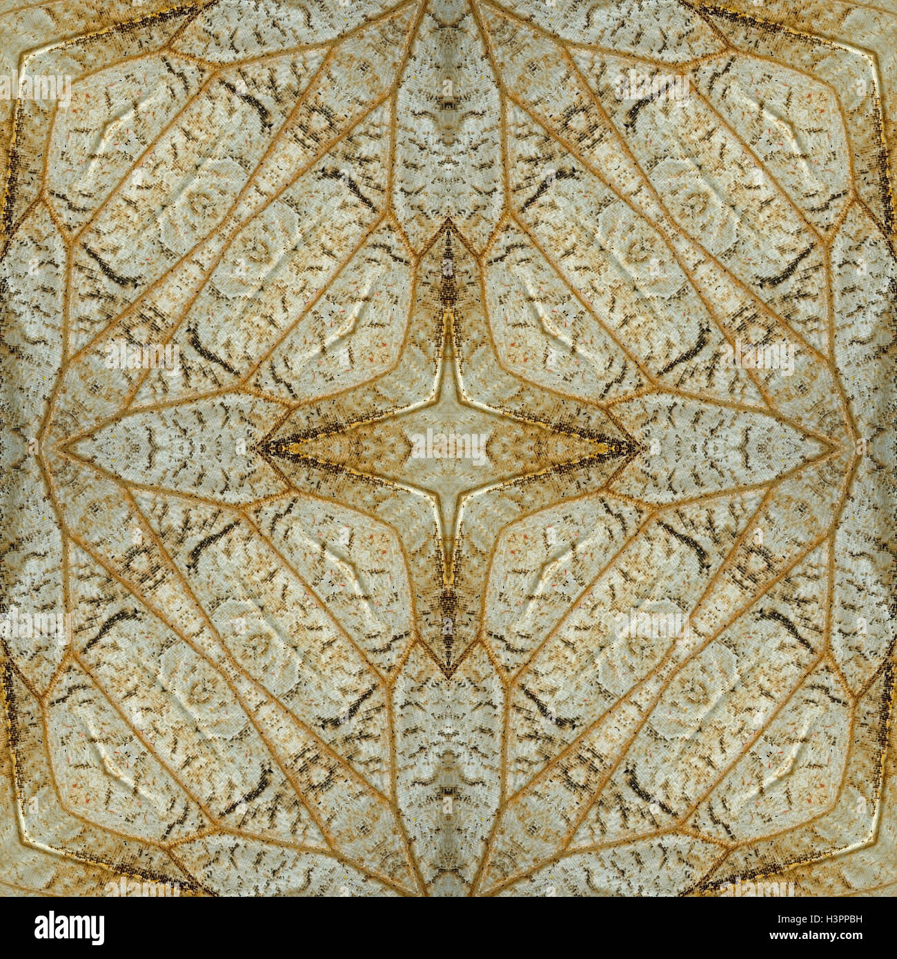 Butterfly wing detail hi-res stock photography and images - Alamy