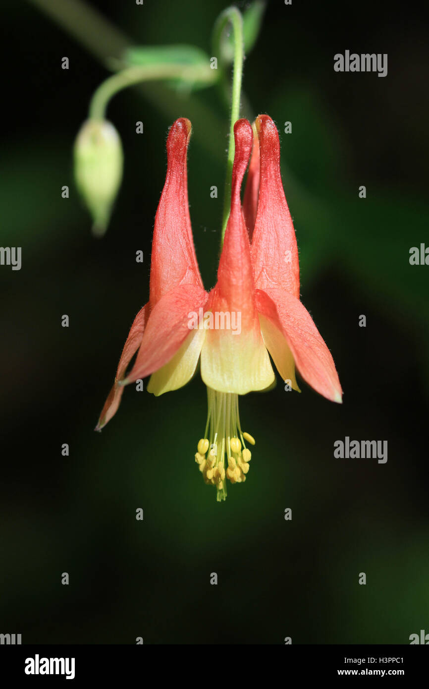 Columbine Flower Stock Photo