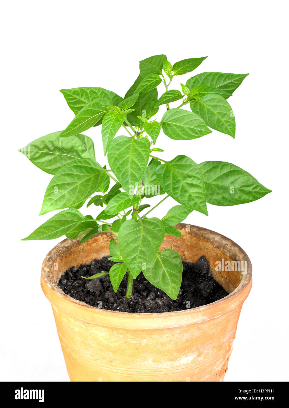 Branch of pepper Stock Photo Alamy