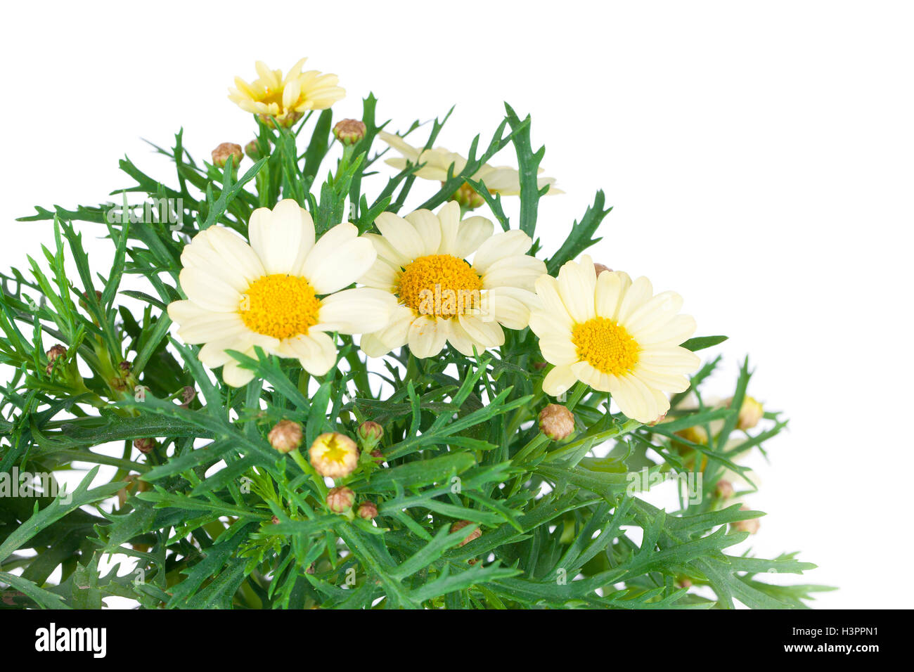 Daisies flower, isolated over white background Stock Photo - Alamy