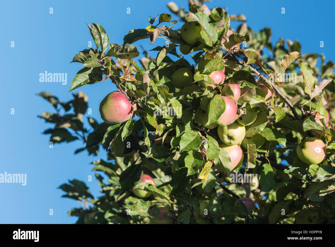 Apples on a tree Stock Photo - Alamy