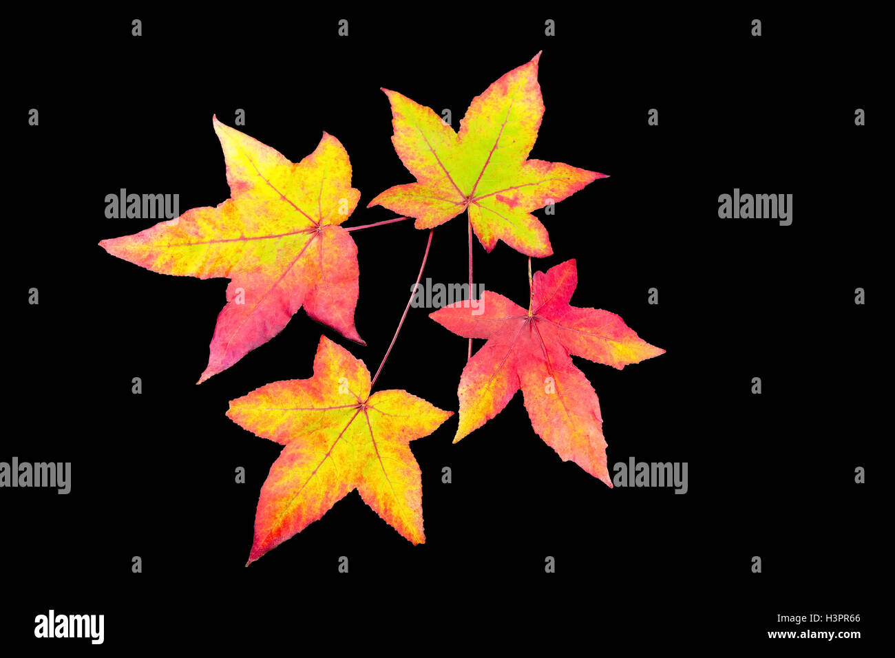 Four colored fall  leaves isolated on black background Stock Photo