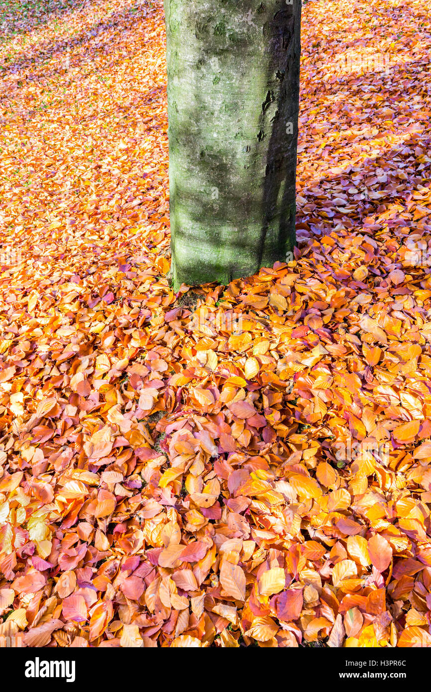 Ground around beech tree trunk covered with brown beech leaves Stock Photo