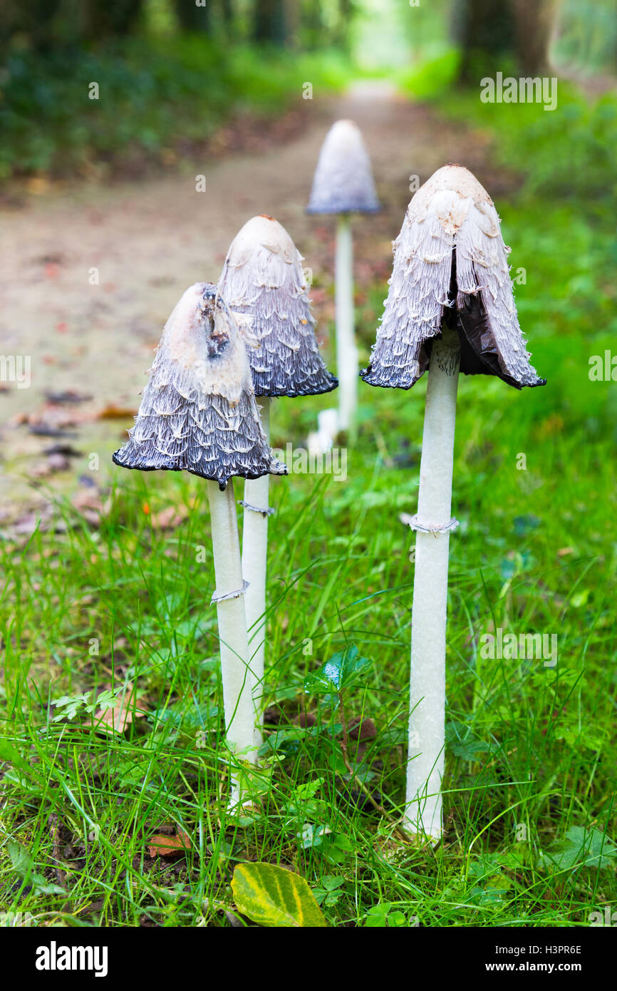 Group of ink mushrooms near forest trail in autumn Stock Photo