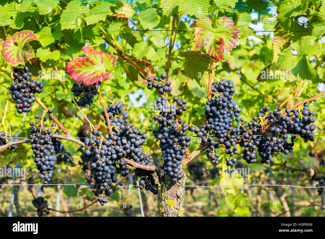 Many hanging blue grape bunches in vineyard Stock Photo