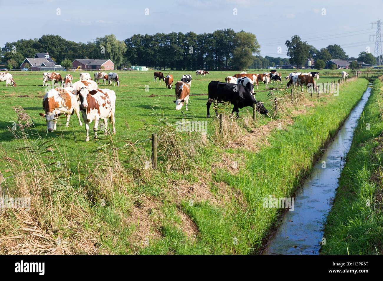 Herd of cattle grazing in european pasture near ditch Stock Photo