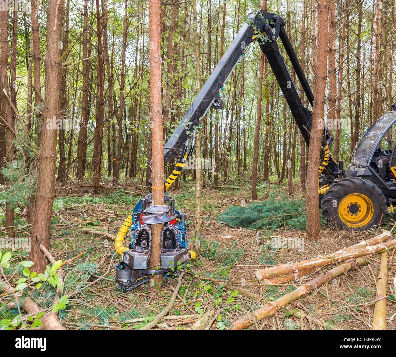 Machine sawing pine trees in forest Stock Photo