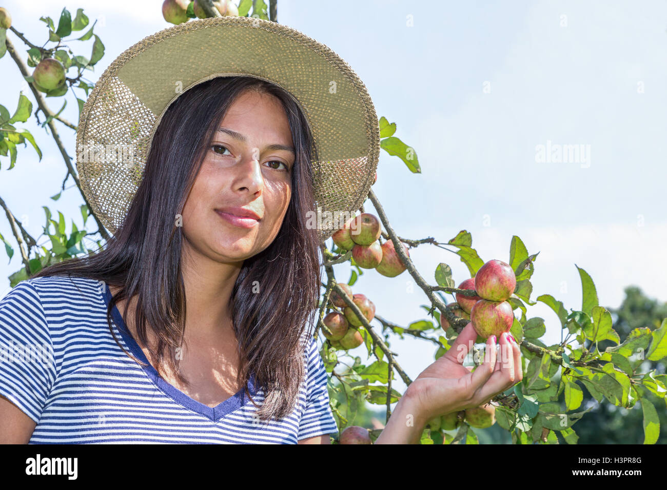Young european woman wearing straw hat holding apples in orchard Stock Photo