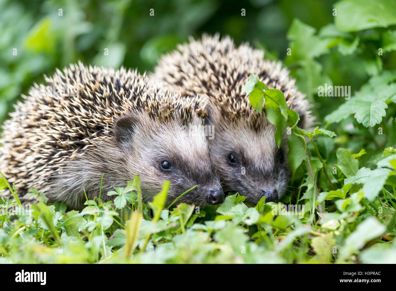Pair of little hedgehogs are feeding on fresh green grass Stock Photo Alamy