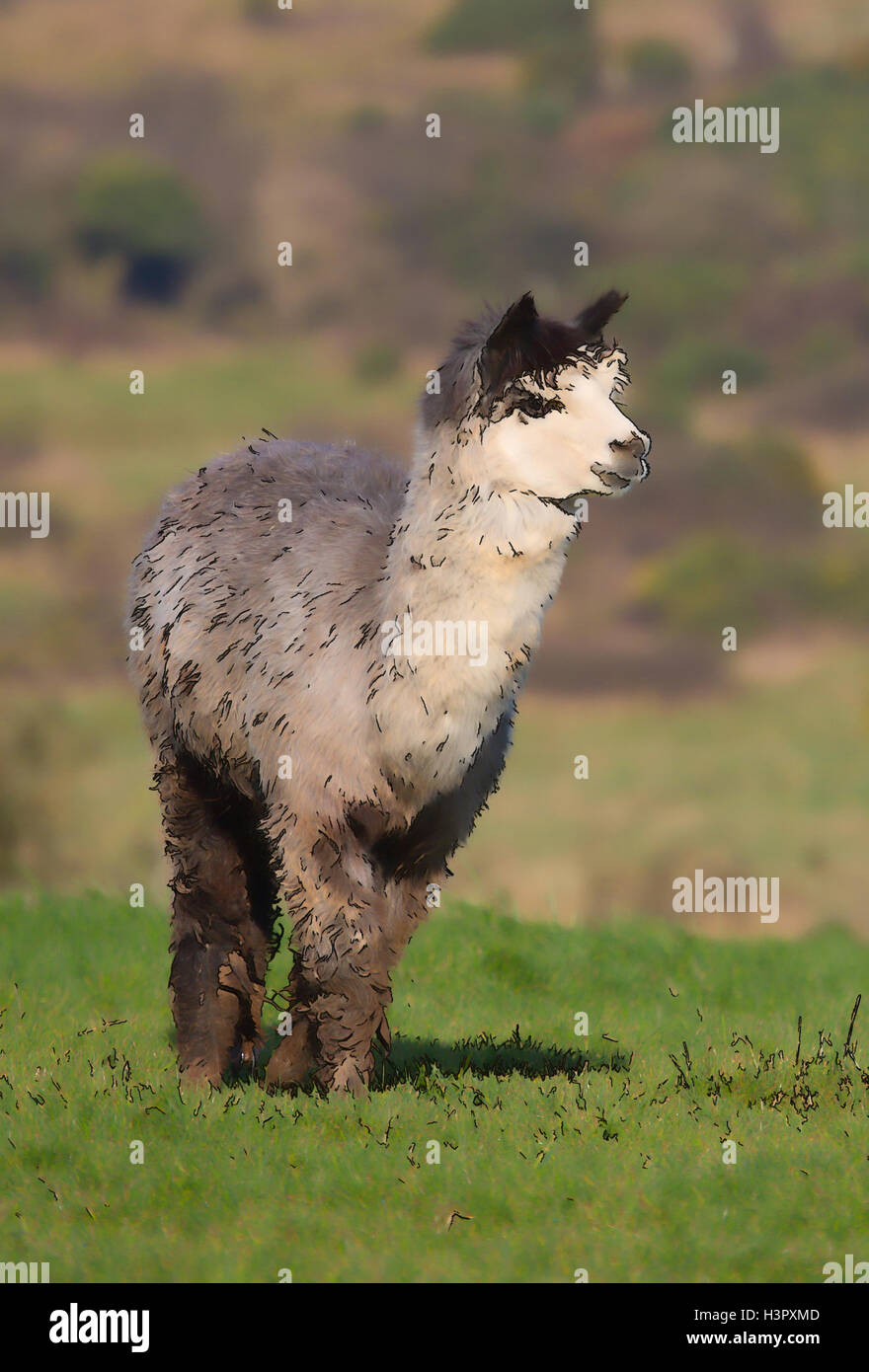 Alpaca illustration like llama from South America Stock Photo