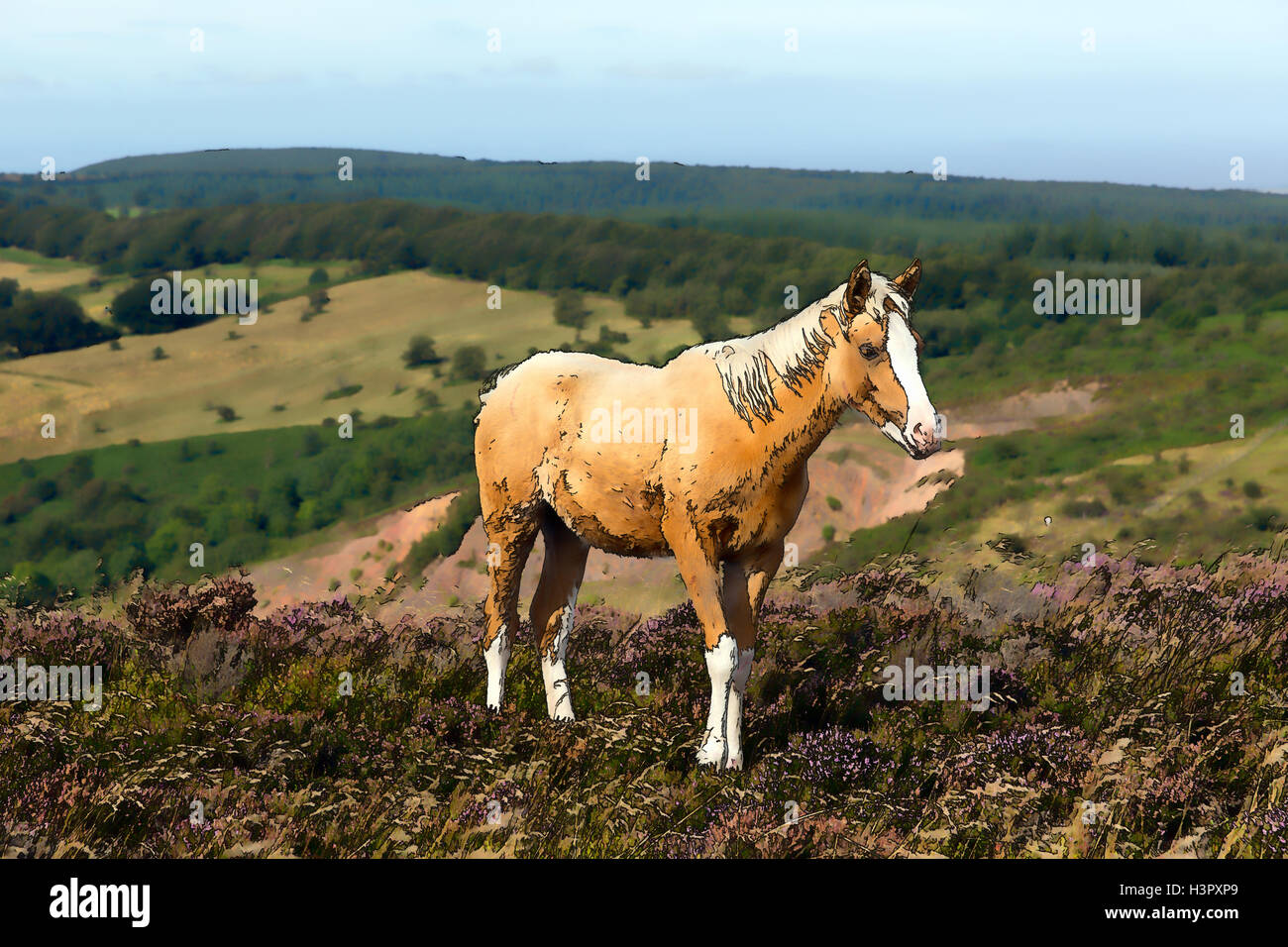 Dun cream colour pony in countryside with purple heather Somerset Quantock Hills UK illustration Stock Photo