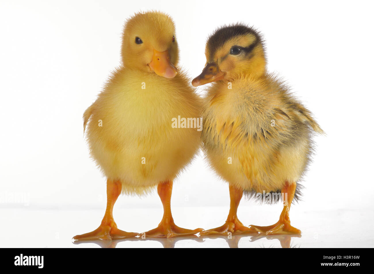 Two ducklings isolated on white Stock Photo - Alamy