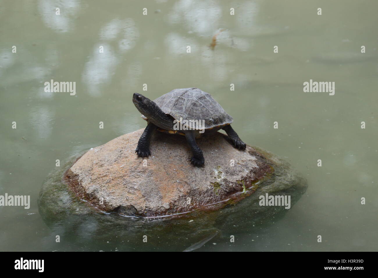 An Indian turtle at a biodiversity park in Bangalore Karnataka India